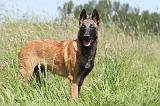 MALINOIS 808